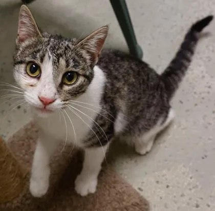 A young medium-sized female Domestic Short Hair cat named Terri for adoption in Baraboo, WI