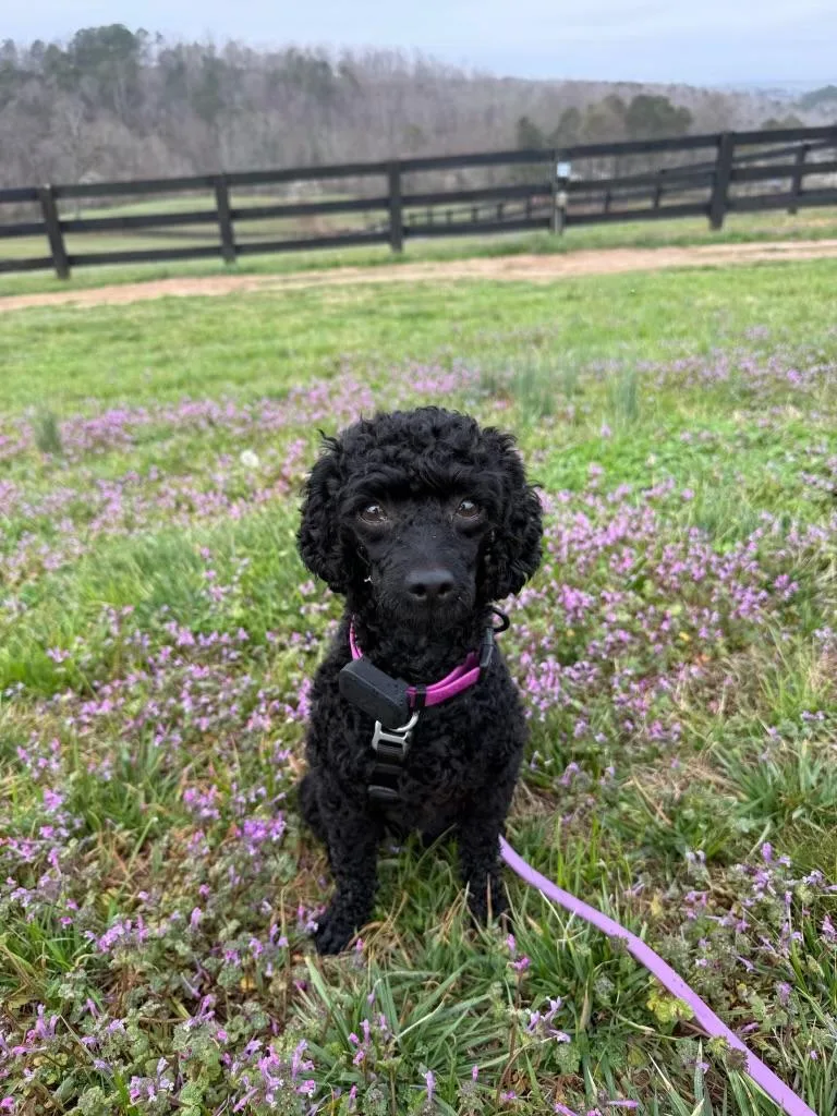 A young small-sized female Miniature Poodle dog named Promise for adoption in Atlanta, GA