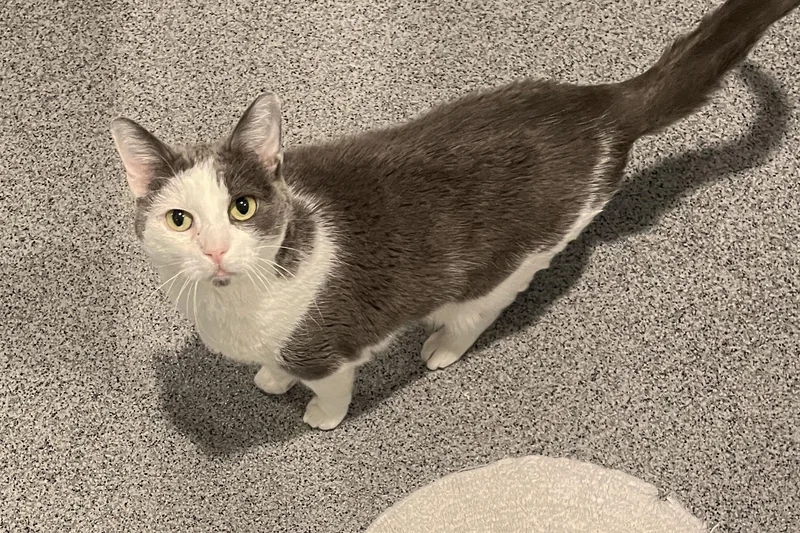 An adult medium-sized female Gray & White Domestic Short Hair cat named Bella for adoption in Lincoln, NE