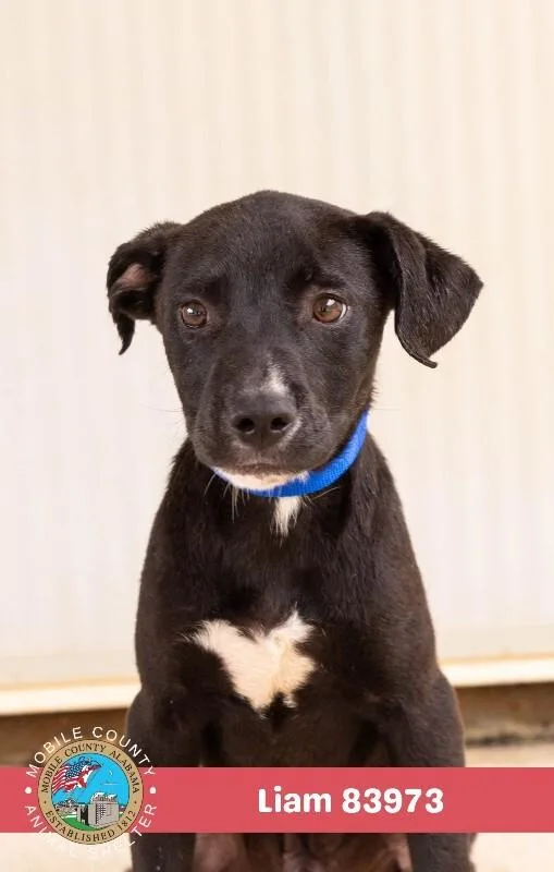 A young medium-sized male Black American Bulldog dog named Liam for adoption in Mobile, AL