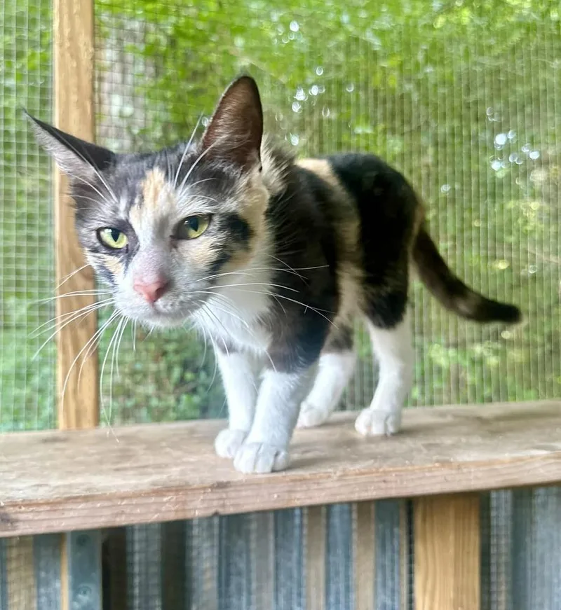 A young medium-sized female Domestic Short Hair cat named Asha for adoption in Groveland, MA