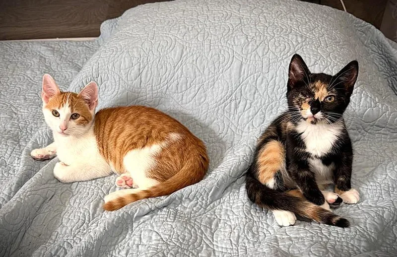 A baby medium-sized female Domestic Short Hair cat named Daphne & Swiper for adoption in Brooklyn, NY