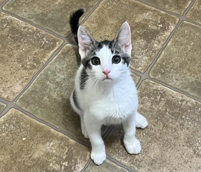 A baby medium-sized male Domestic Short Hair cat named Arroyo for adoption in Lincoln, CA