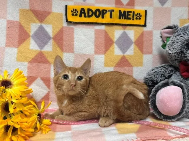 A baby small-sized male Domestic Short Hair cat named Batman for adoption in Fairfield, CA