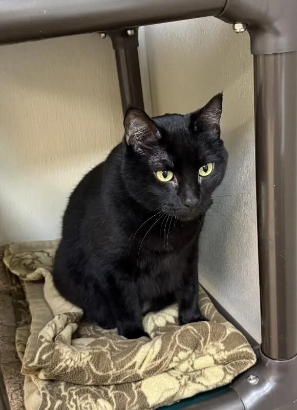 An adult medium-sized female Manx cat named Stella for adoption in Arlington, WA