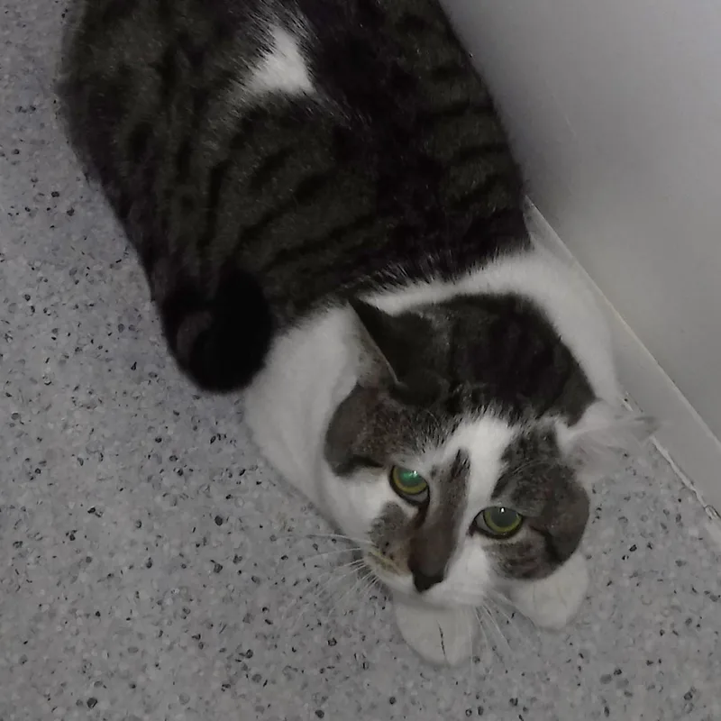 Hunter  Big Mellow thumbnail 2