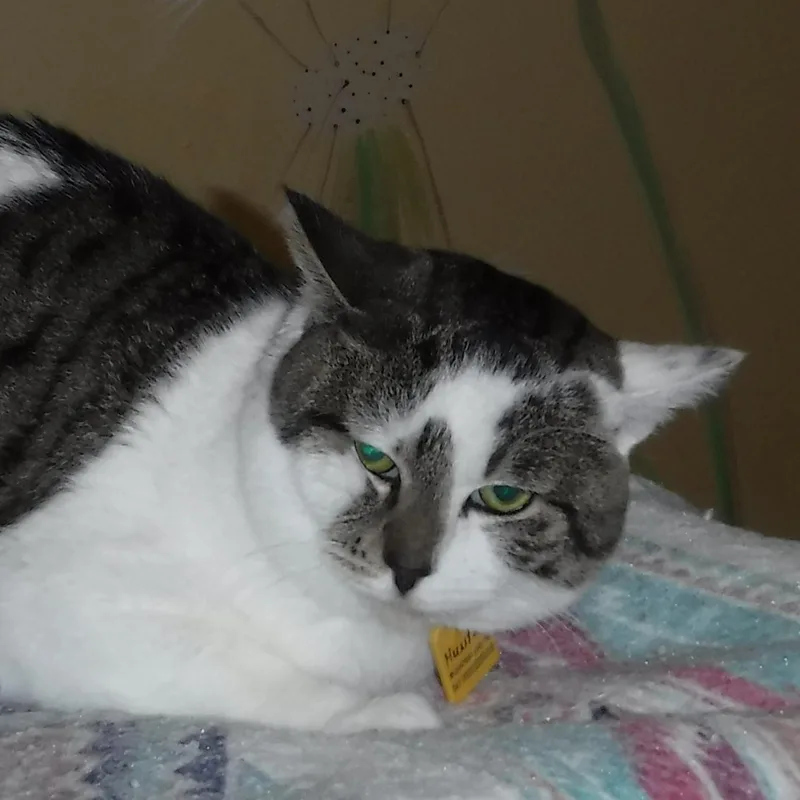 Hunter  Big Mellow thumbnail 4