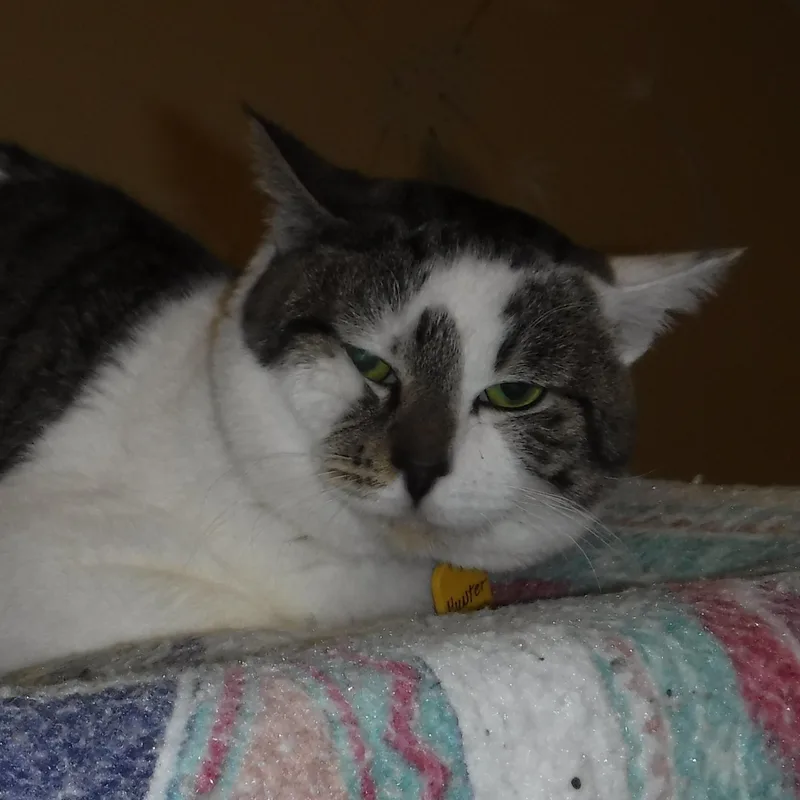 Hunter  Big Mellow thumbnail 5