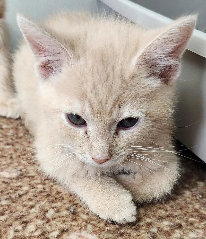 A baby small-sized male American Shorthair cat named Edinburgh for adoption in Van Wert, OH