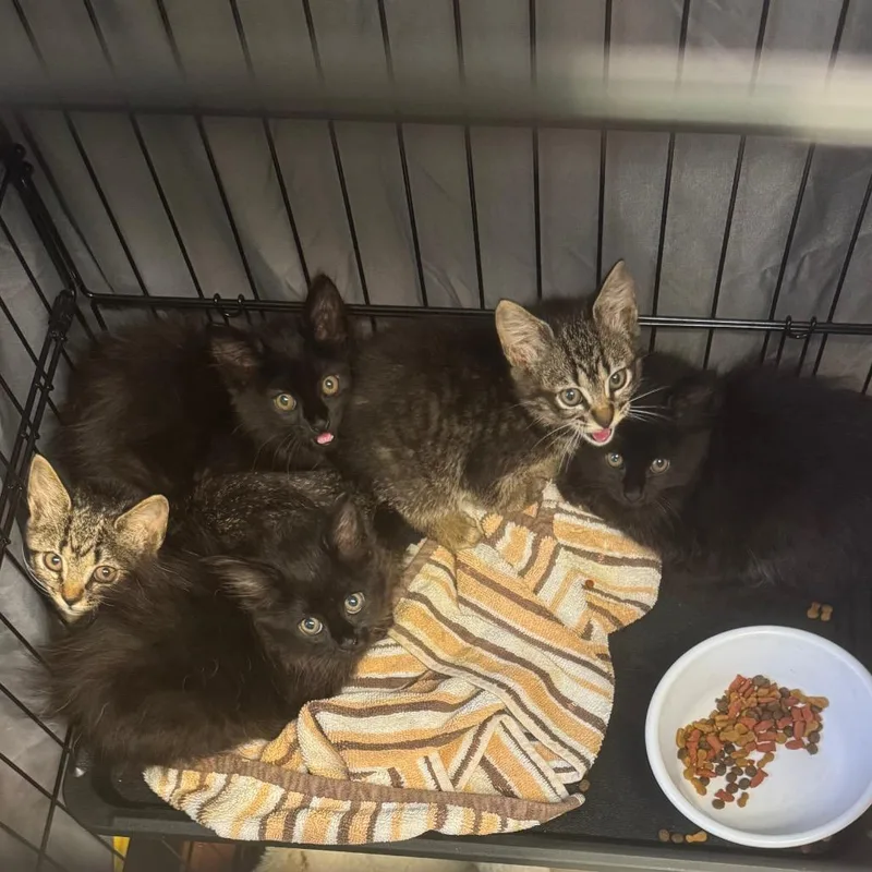 A baby small-sized female Black Domestic Medium Hair cat named Spicey for adoption in Springboro, OH