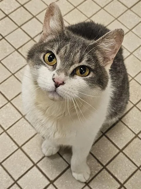 An adult medium-sized female Gray / Blue / Silver Domestic Short Hair cat named Tailypo for adoption in Clyde, NC