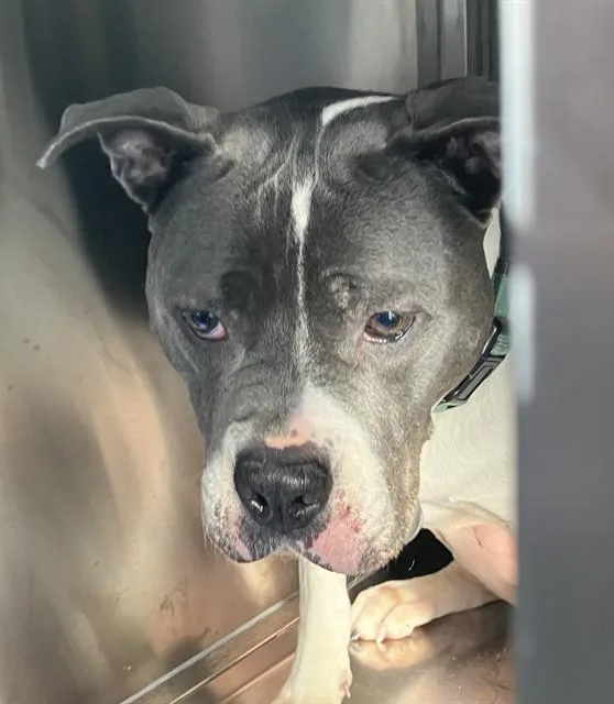 An adult medium-sized female Mixed Breed dog named Lira Lirocca for adoption in Dallas, TX