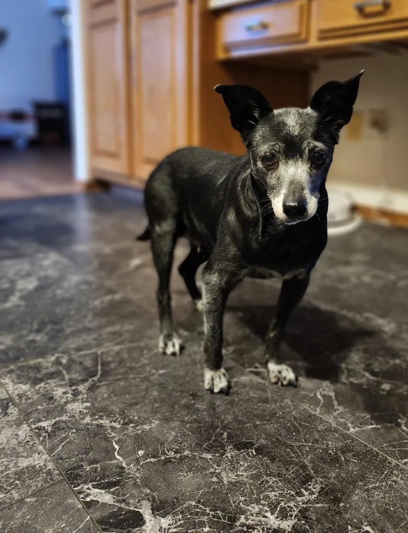 A senior small-sized female Black Chihuahua dog named Ada for adoption in Whitewater, WI