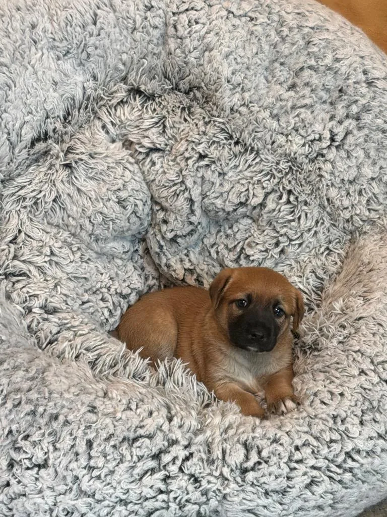 A baby large-sized female Brown / Chocolate Belgian Shepherd / Malinois dog named Carrot for adoption in Mira Loma, CA