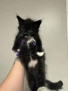 A baby small-sized female Domestic Short Hair cat named Annita for adoption in Miami, FL