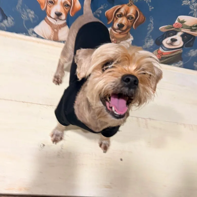 A senior small-sized male Gray / Blue / Silver Yorkshire Terrier dog named Louie Louie for adoption in Goodlettsville, TN