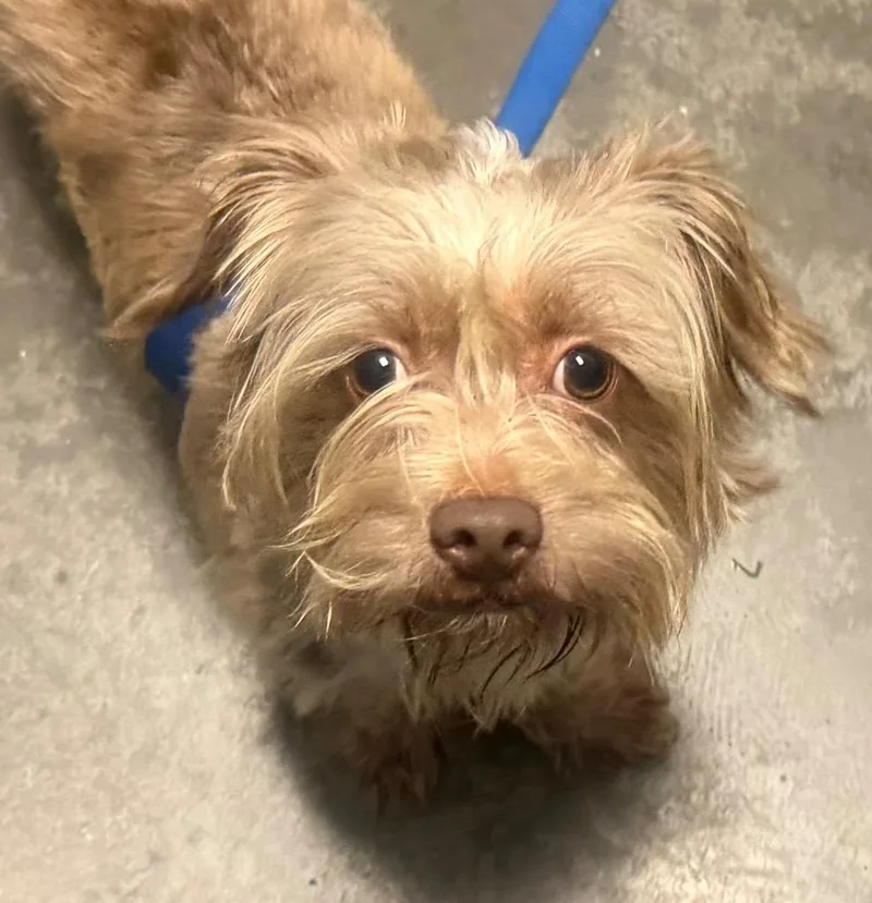 An adult small-sized male Terrier dog named Charlie for adoption in Henderson, NC