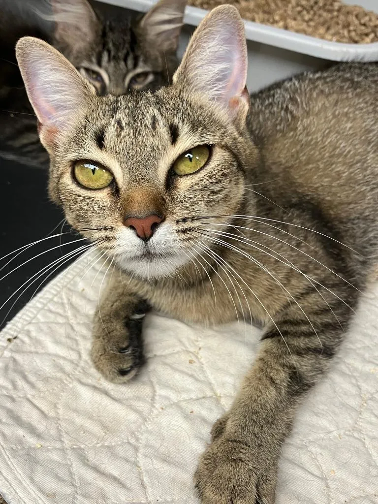 A young medium-sized female Domestic Short Hair cat named Monica for adoption in Lunenburg, MA