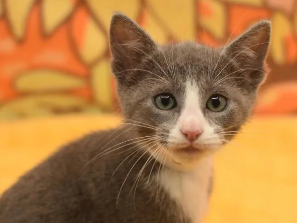 A baby small-sized male Domestic Short Hair cat named Moose for adoption in Portland, OR