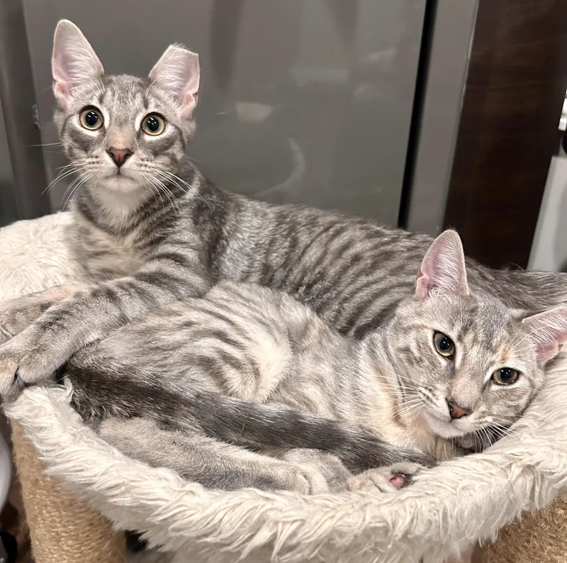 🩶carrie & Kirby!!!🩶 thumbnail 2