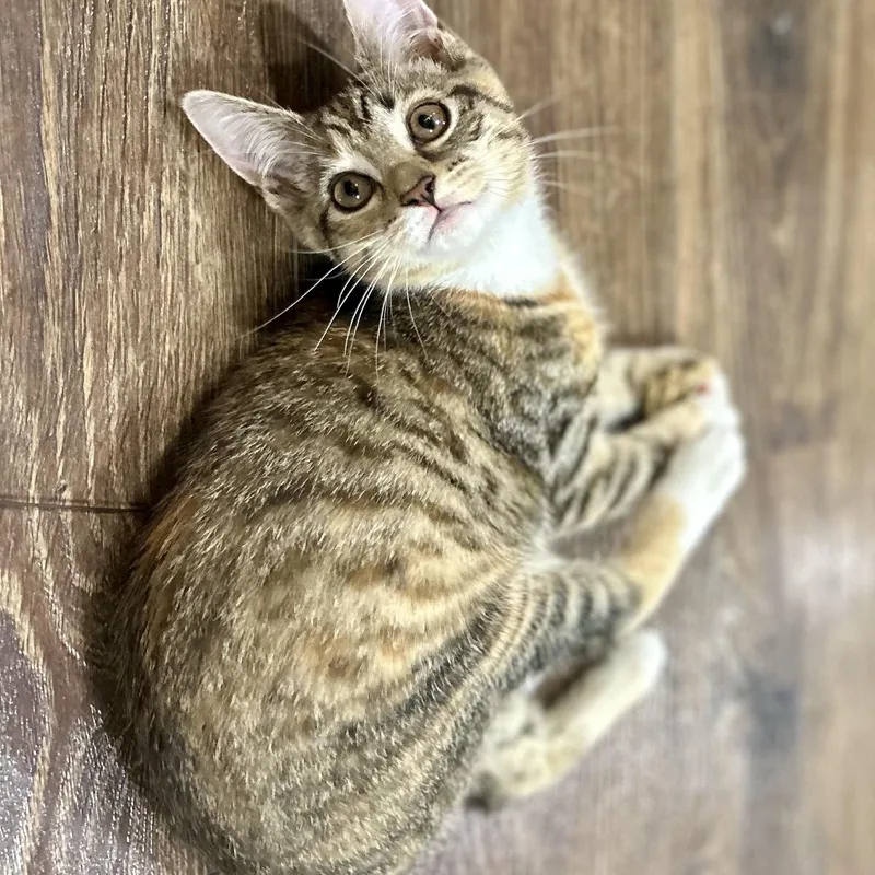 Sweet Dee thumbnail 2