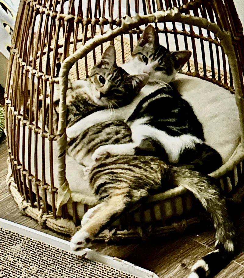 Sweet Dee thumbnail 5