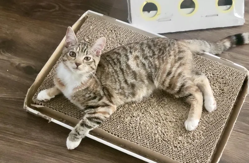 Sweet Dee thumbnail 6