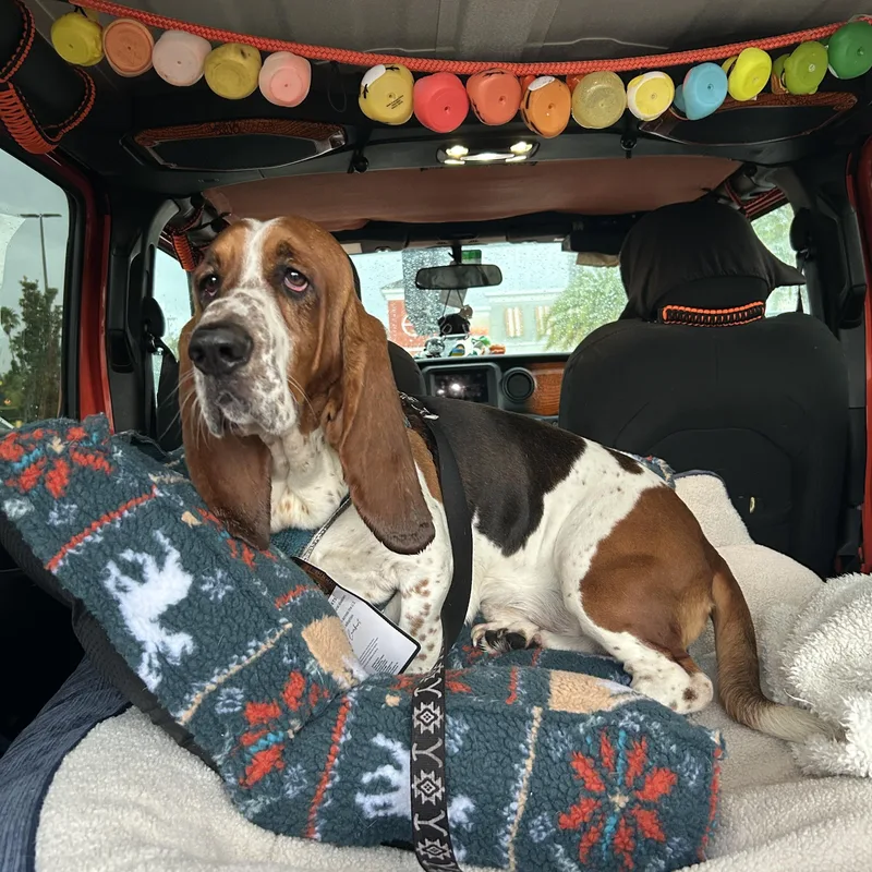 A young medium-sized male Tricolor (Brown, Black, & White) Basset Hound dog named Leroy for adoption in Auburndale, FL