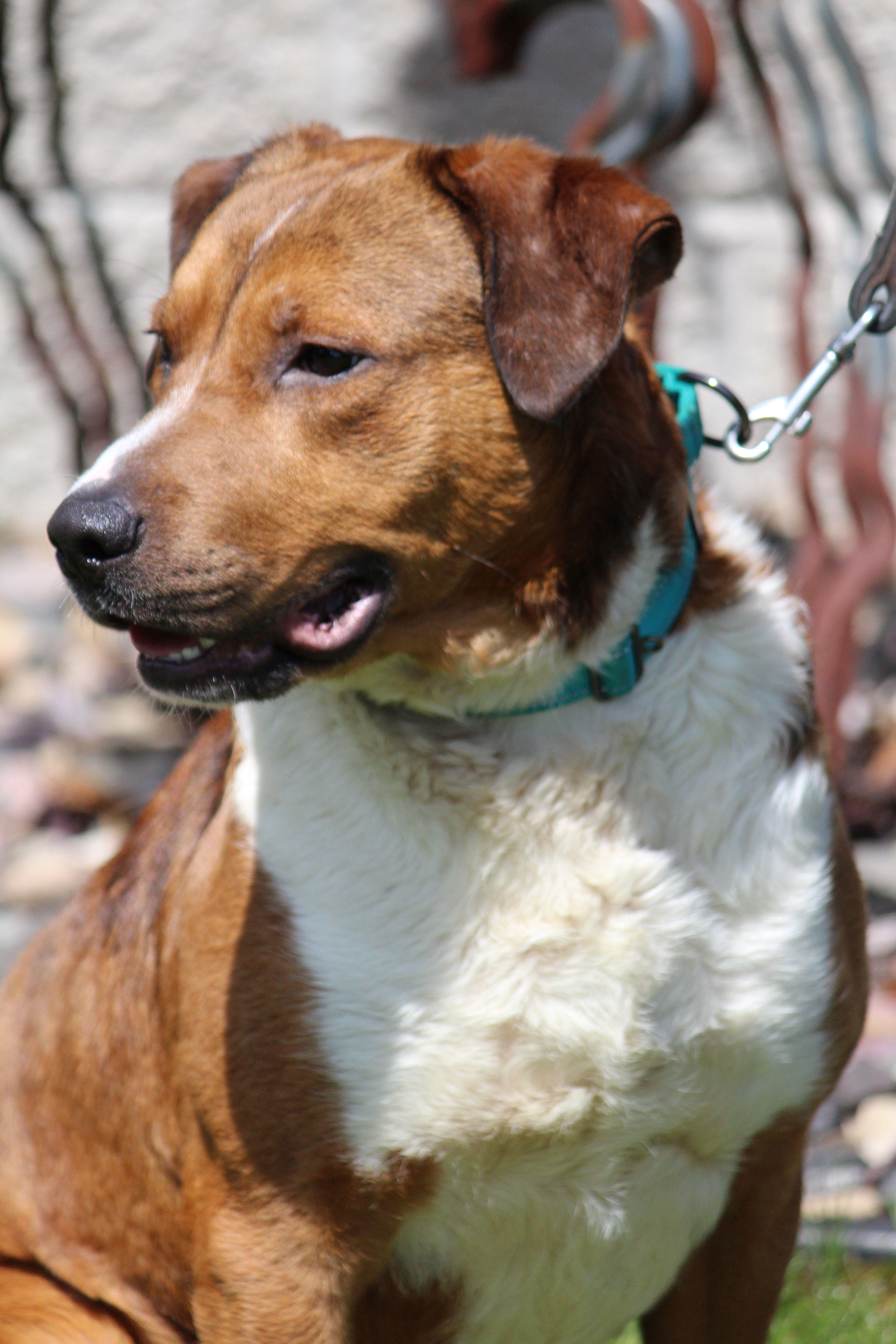 A young large-sized male Mixed Breed dog named Cisco for adoption in Portage, WI