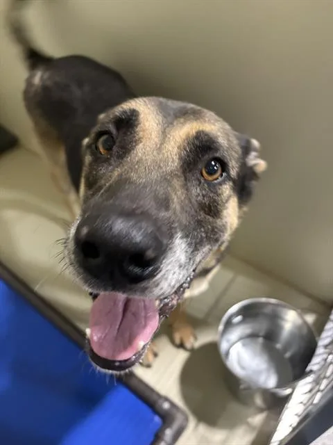 An adult medium-sized male German Shepherd Dog dog named Buddy for adoption in Bakersfield, CA