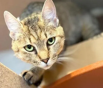 An adult medium-sized female Domestic Short Hair cat named Juniper for adoption in Washington, DC