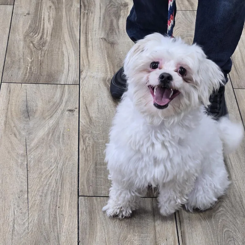 An adult small-sized male White / Cream Maltese dog named Coco for adoption in Newark, NJ