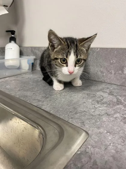 A baby small-sized female Domestic Short Hair cat named Mocha for adoption in Sevierville, TN