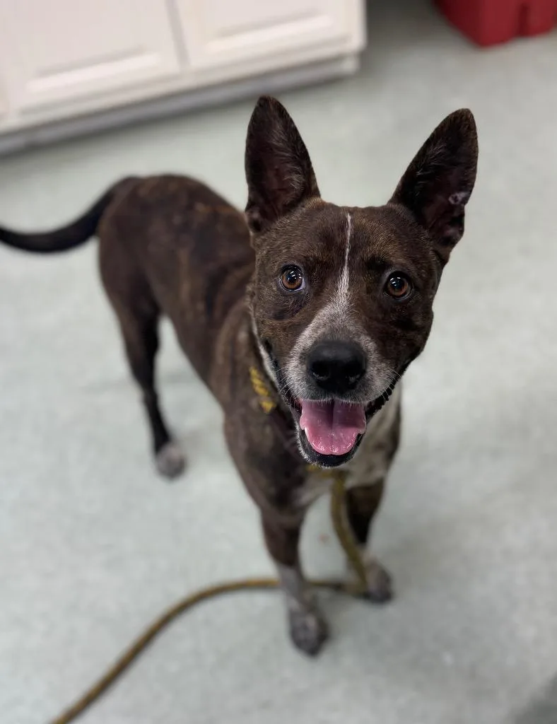 Kevin Stray Hold Until