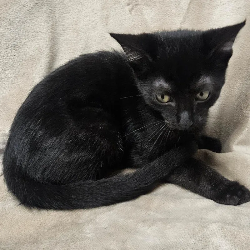 A baby small-sized male Black Domestic Short Hair cat named Berlin for adoption in Brighton, MO