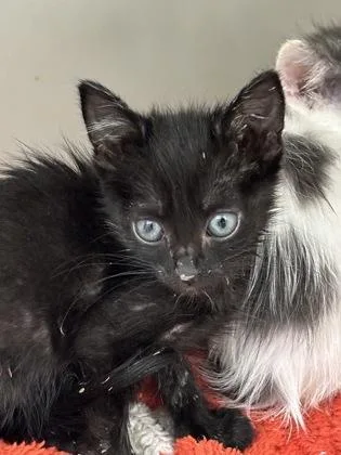 A baby small-sized female Domestic Short Hair cat named Libra for adoption in Cumming, GA