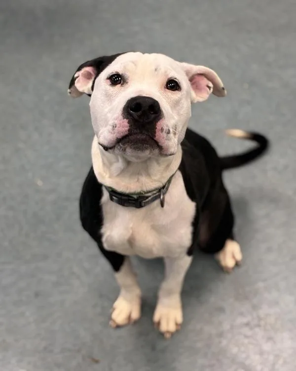 A young medium-sized female Pit Bull Terrier dog named Mocha Cookie Crumble for adoption in Richmond, VA
