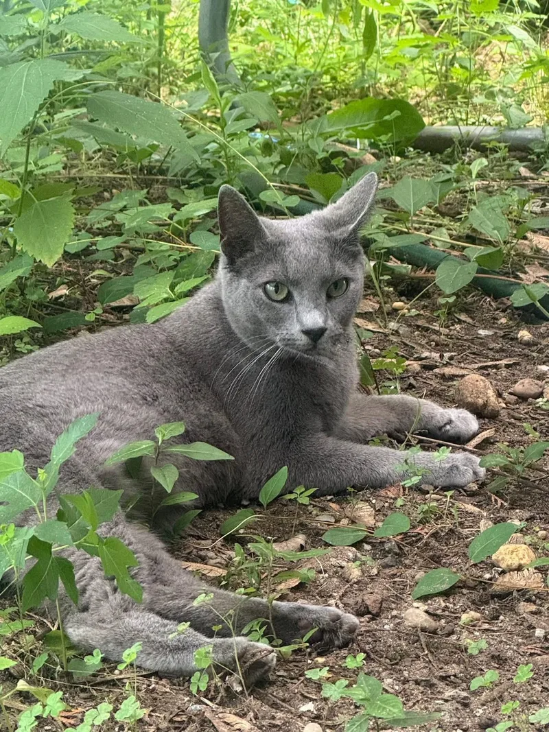 An adult medium-sized female Gray / Blue / Silver Russian Blue cat named Kaia for adoption in Syosset, NY