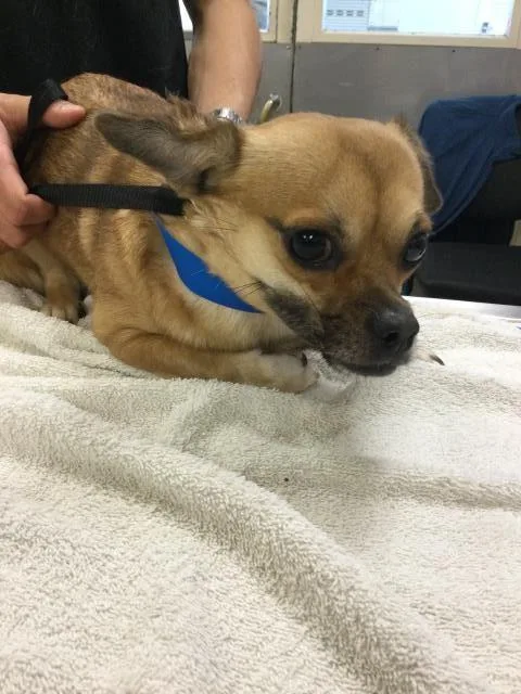An adult small-sized male Chihuahua dog named Timmy for adoption in Riverside, CA