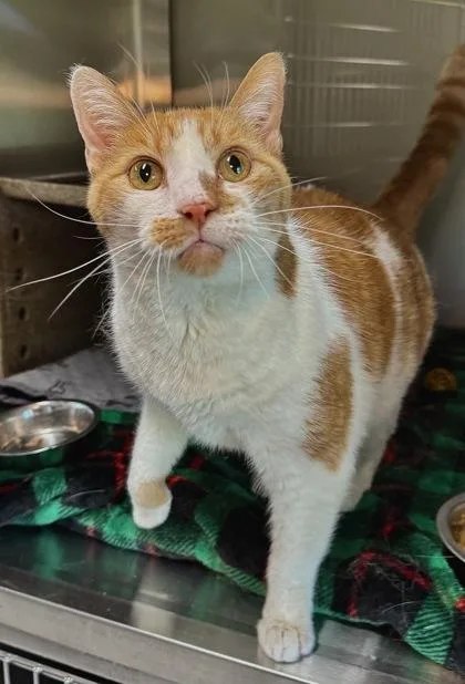 An adult large-sized male Domestic Short Hair cat named BiBi for adoption in Missoula, MT