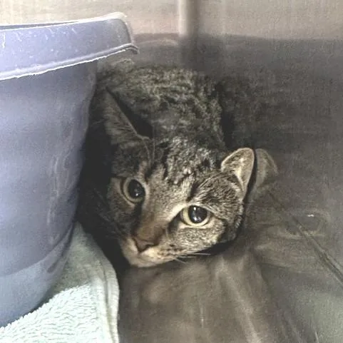 A young small-sized female Domestic Short Hair cat named Eve for adoption in Indianapolis, IN