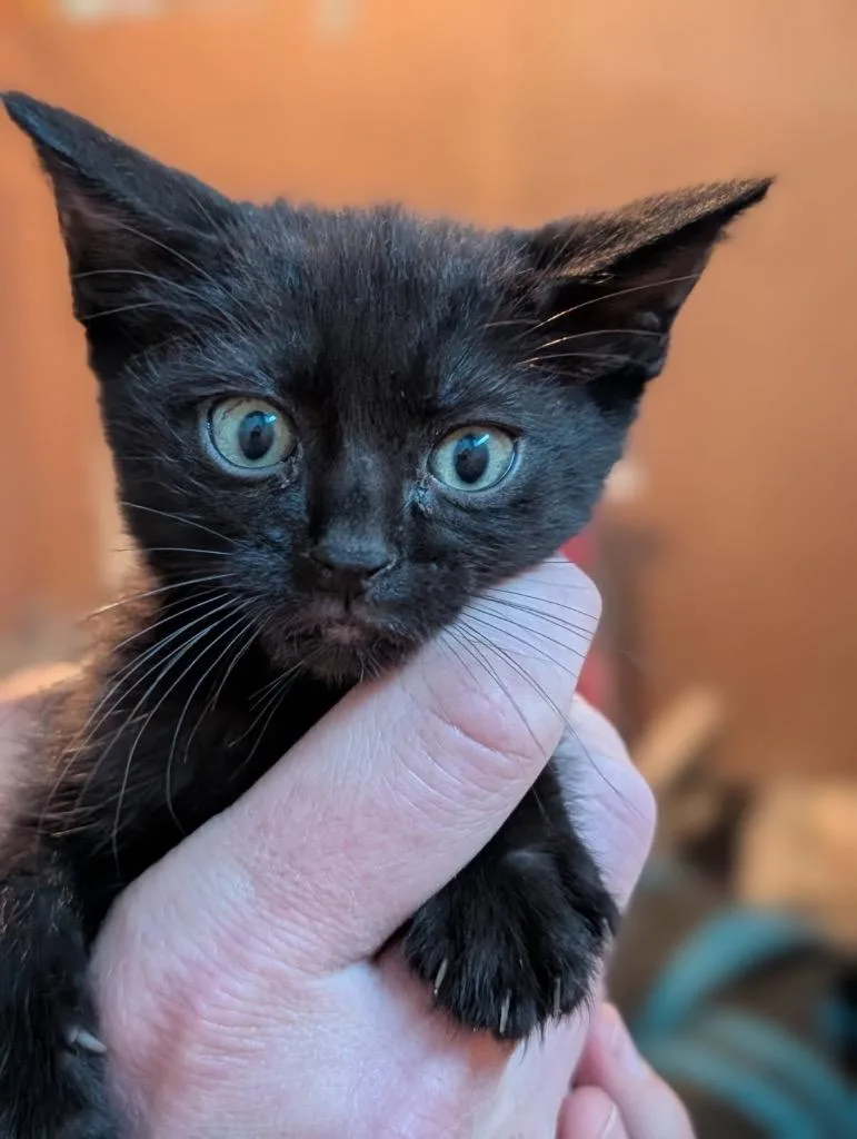 A baby medium-sized male Domestic Short Hair cat named Chicken Broth for adoption in Cincinnati, OH