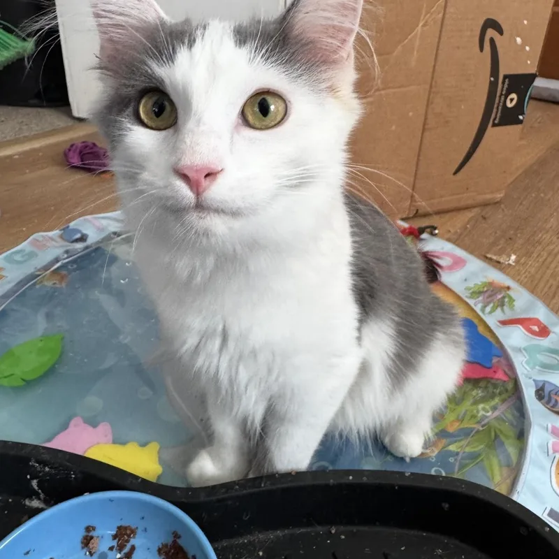 A baby medium-sized female Gray & White Domestic Medium Hair cat named Mimi for adoption in Omaha, NE
