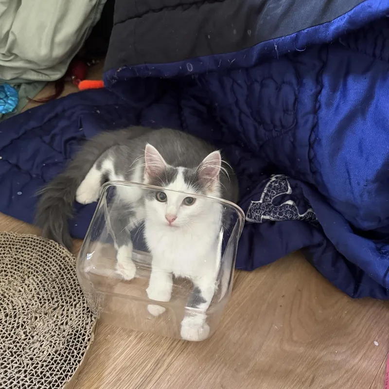 Mimi thumbnail 3
