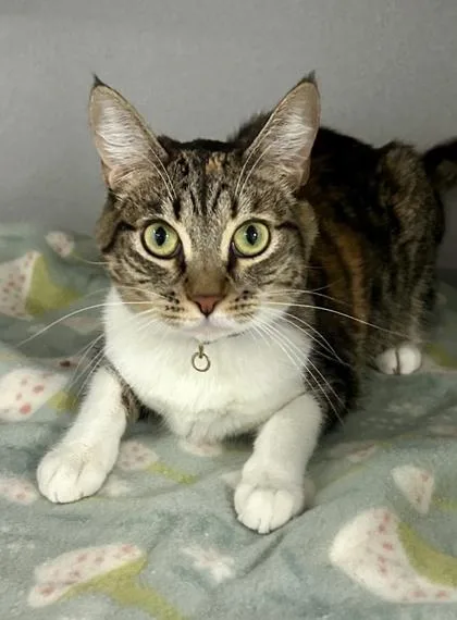 A young medium-sized female Brown / Chocolate Domestic Short Hair cat named Michi for adoption in Sacramento, CA