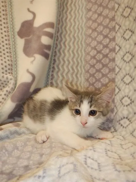 A baby small-sized female Domestic Medium Hair cat named Kenzi for adoption in San Jose, CA