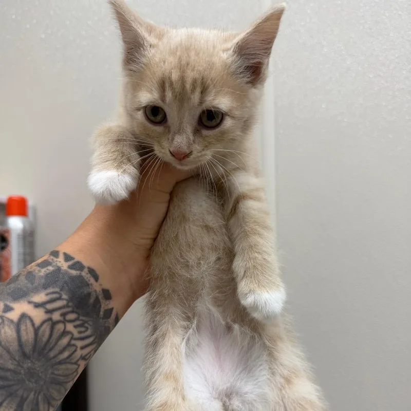 A baby small-sized female Cream / Ivory Domestic Short Hair cat named Liberty for adoption in Morganton, NC