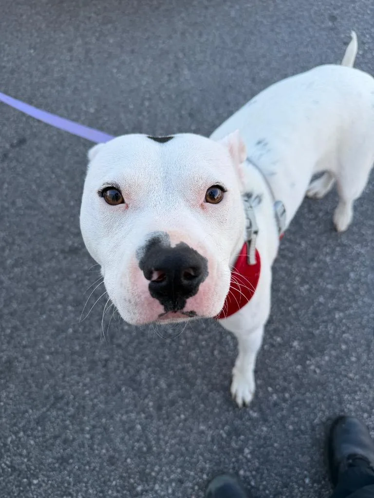A young large-sized male Pit Bull Terrier dog named Earl Chico for adoption in Henderson, NC