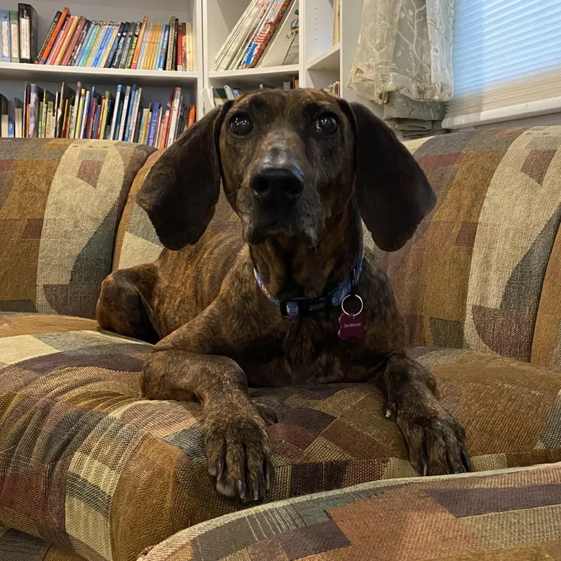 An adult medium-sized female Brindle Plott Hound dog named Marley for adoption in Bryan, TX