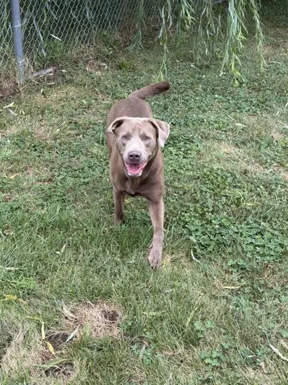 An adult large-sized male Labrador Retriever dog named Magnus for adoption in Columbus, IN